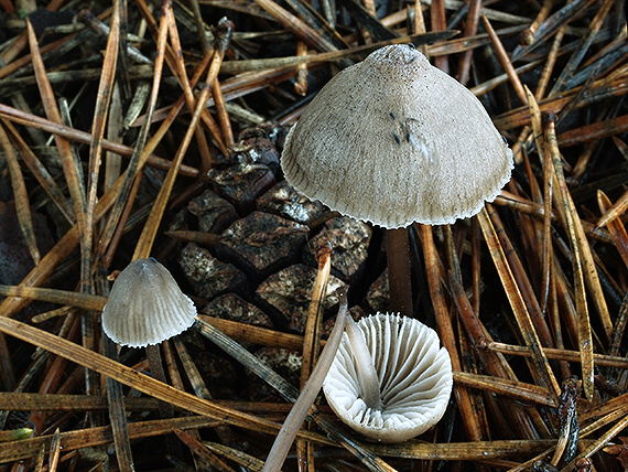 prilbička Mycena sp.