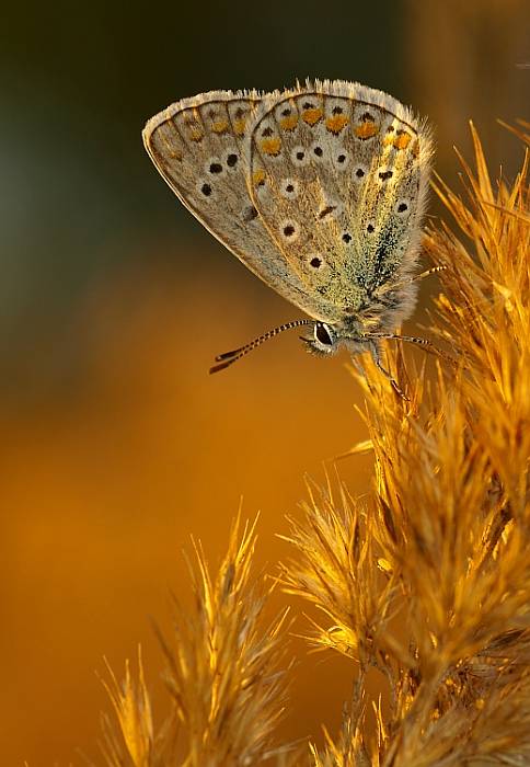 modráčik obyčajný Polyommatus icarus