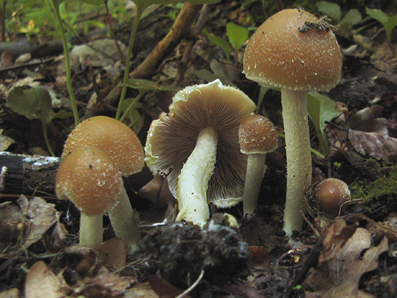 drobuľka ? Psathyrella pseudocasca (Romagn.) Kits van Wav