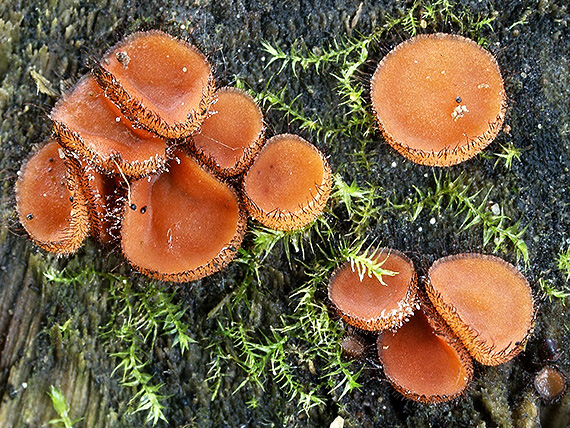 štítovnička Scutellinia sp.