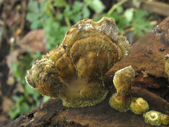 trúdnikovec chlpatý Trametes hirsuta (Wulfen) Lloyd