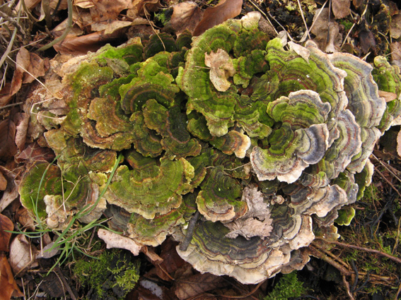 trúdnikovec pestrý Trametes versicolor (L.) Lloyd