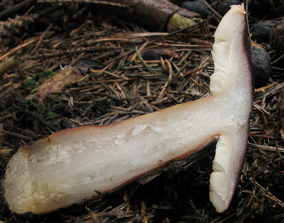 plávka Quéletová Russula queletii Fr.