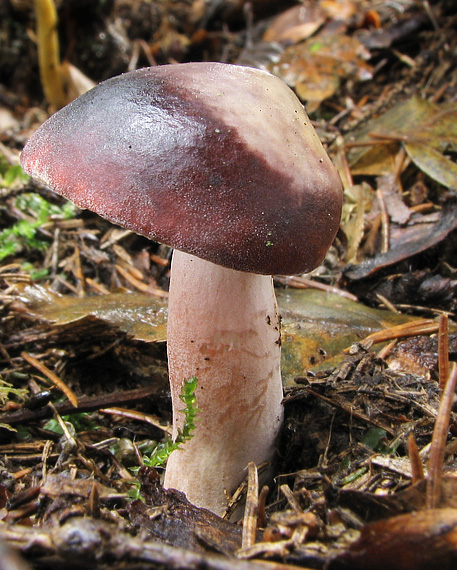 plávka Quéletová Russula queletii Fr.