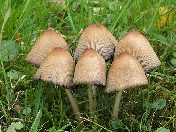 hnojník kmeňový Coprinellus truncorum (Scop.) Redhead, Vilgalys & Moncalvo