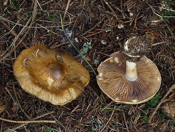 pavučinovec sivohnedastý Cortinarius fulvo-ochrascens Rob. Henry