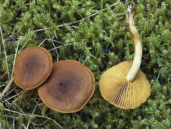 pavučinovec rašelinníkový Cortinarius tubarius Ammirati & A.H. Sm.