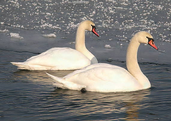 labuť velká Cygnus olor