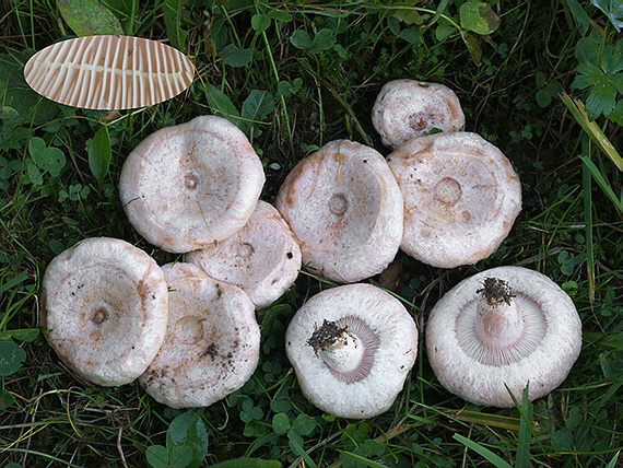 rýdzik chĺpkatý Lactarius pubescens (Fr.) Fr.