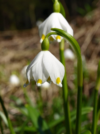 bledule jarní  Leucojum vernum L.