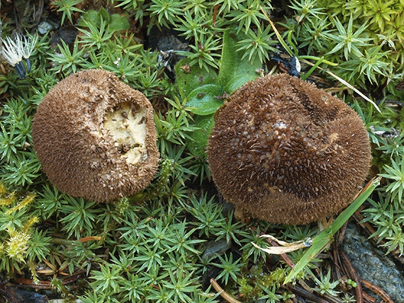 prášnica huňatá Lycoperdon umbrinum Hornem.