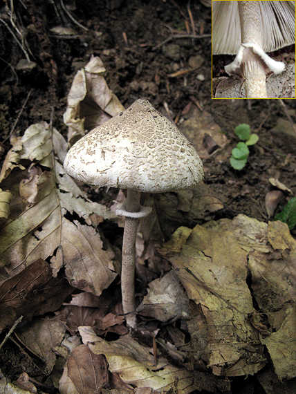 bedľa štíhla Macrolepiota mastoidea (Fr.) Singer