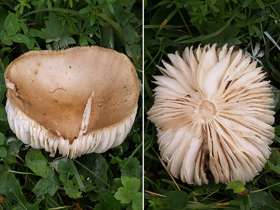 tmavuľka Melanoleuca sp.