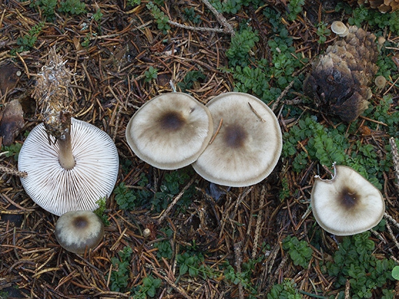 peniazovka maslová Rhodocollybia butyracea (Bull.) Lennox