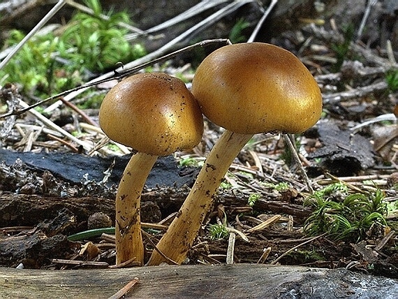 poľnička Agrocybe sp.