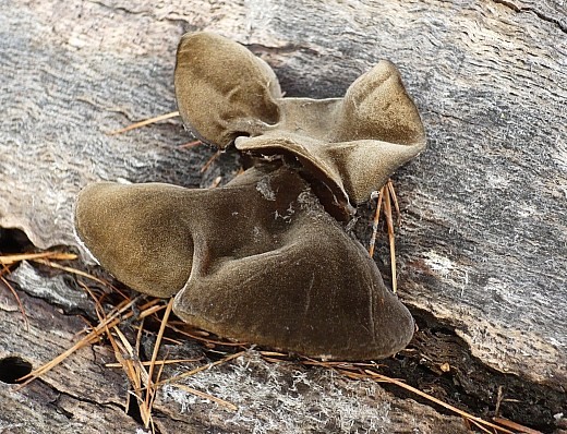 uchovec bazový ? Auricularia auricula-judae (Bull.) Quél.