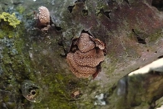 dutinovka otrubnatá Encoelia furfuracea (Roth) P. Karst.