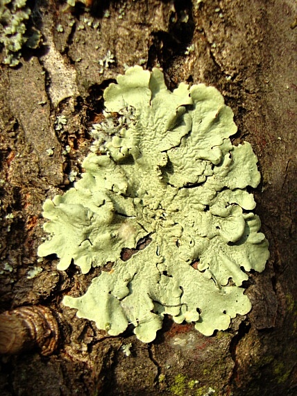 diskovka kučeravá Flavoparmelia caperata (L.) Hale