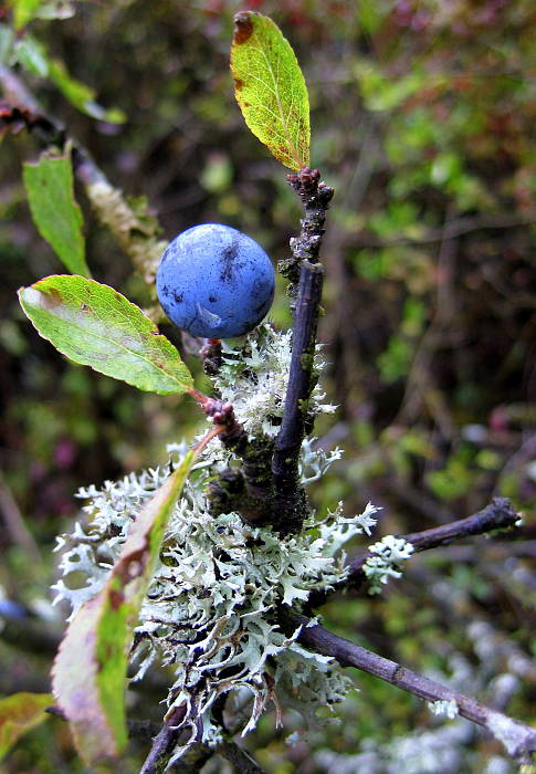 pakonárnik otrubový Pseudevernia furfuracea var. furfuracea (L.) Zopf