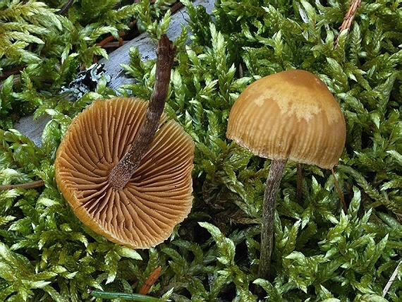 holohlavec Psilocybe sp.