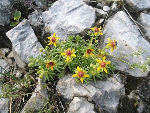 lomikameň Saxifraga sp.