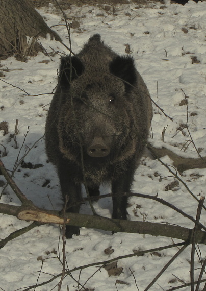 sviňa divá  Sus scrofa