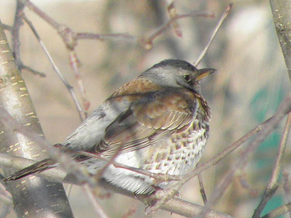 drozd čvíkotavý Turdus pilaris