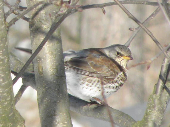 drozd čvíkotavý Turdus pilaris