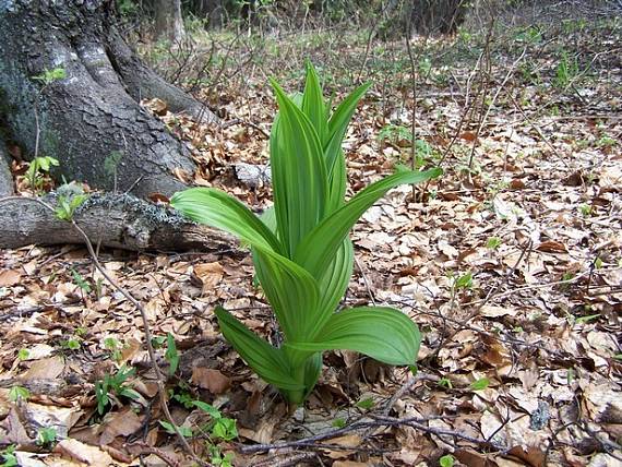 kýchavica biela lobelova Veratrum album subsp. lobelianum (Bernh.) Arcang.