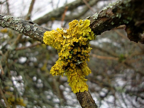 diskovník múrový Xanthoria parietina var. parietina