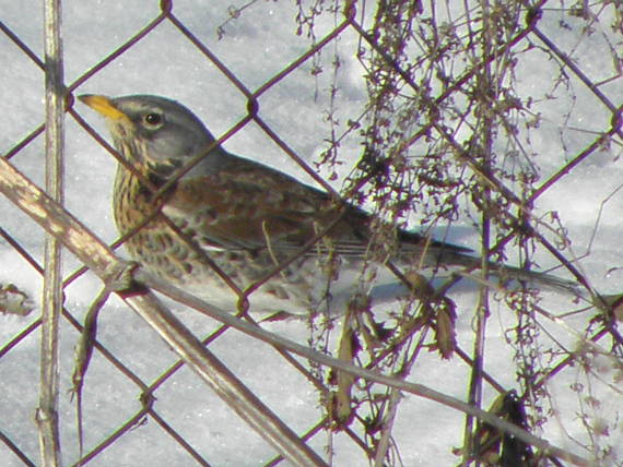 drozd čvikotavý  turdus pilaris