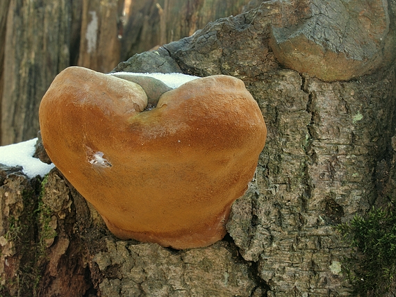 ohňovec mohutný Fomitiporia robusta (P. Karst.) Fiasson & Niemelä