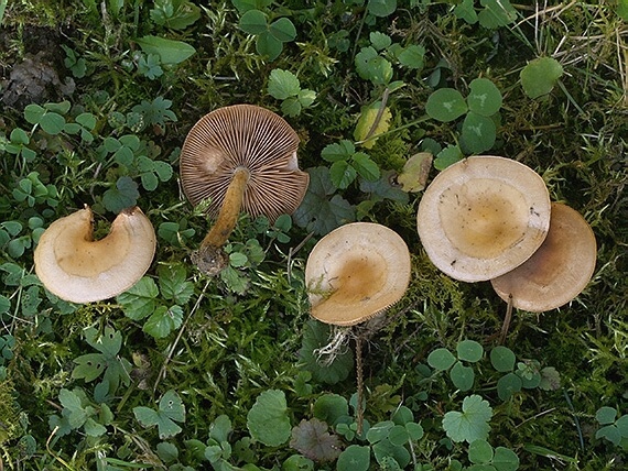 slzivka zakrpatená Hebeloma pusillum J.E. Lange