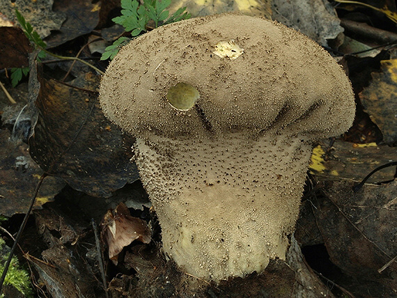 rozpadavec stopkatý Lycoperdon excipuliforme (Scop.) Pers.