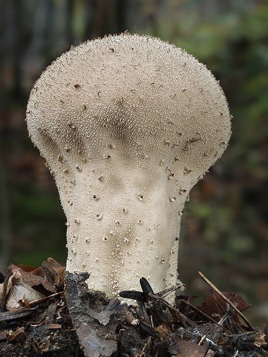 rozpadavec stopkatý Lycoperdon excipuliforme (Scop.) Pers.