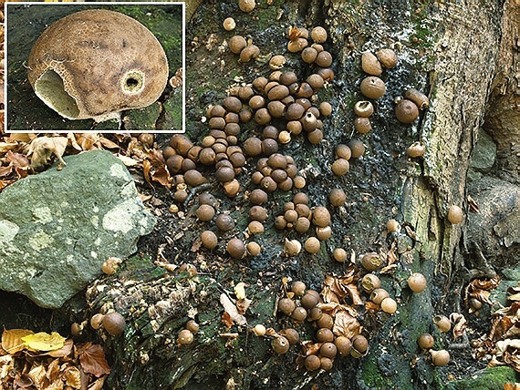 prášnica hruškovitá Lycoperdon pyriforme Schaeff.