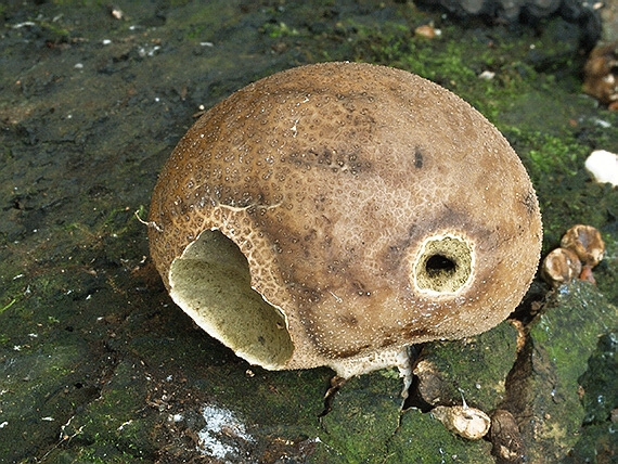 prášnica hruškovitá Lycoperdon pyriforme Schaeff.