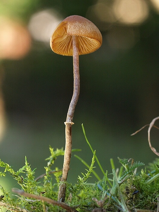 kapucňovec Pholiotina sp.