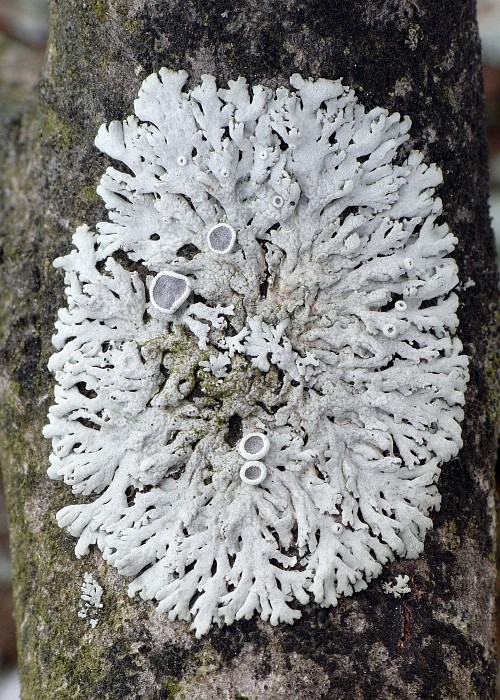 fyscia  Physcia aipolia