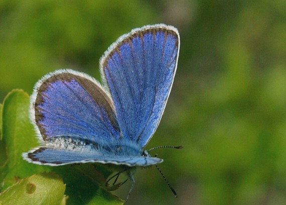 modráčik vresoviskový Plebeius argyrognomon