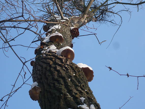 hliva ustricovitá Pleurotus ostreatus (Jacq.) P. Kumm.