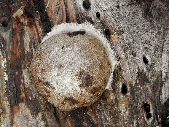 sieťnatka obyčajná Reticularia lycoperdon Bull.