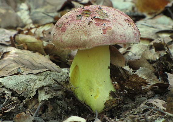 hríb kráľovský Butyriboletus regius (Krombh.) D. Arora & J.L. Frank