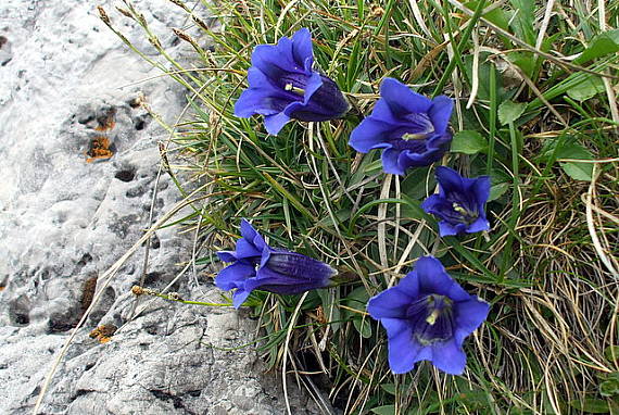 horec clusiov Gentiana clusii Perr. et Songeon