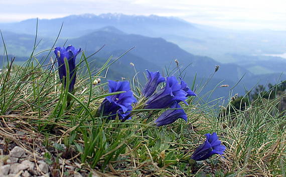 horec clusiov Gentiana clusii Perr. et Songeon