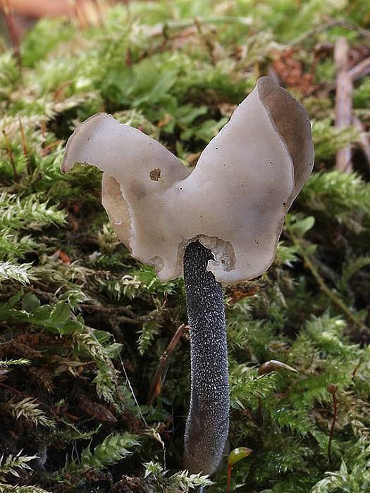 chriapač čierny Helvella atra J. König