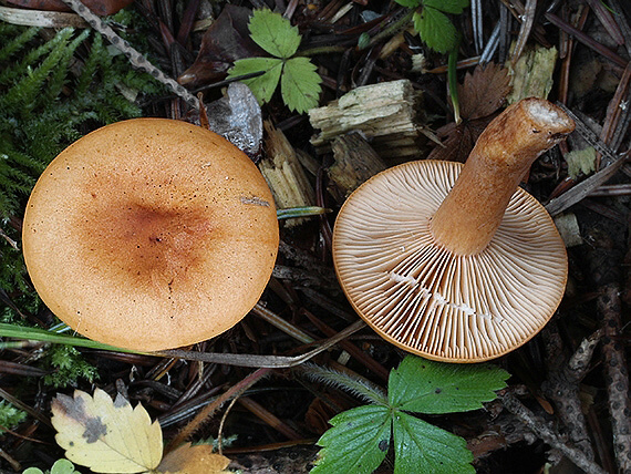 rýdzik sladkastý Lactarius subdulcis (Pers.) Gray