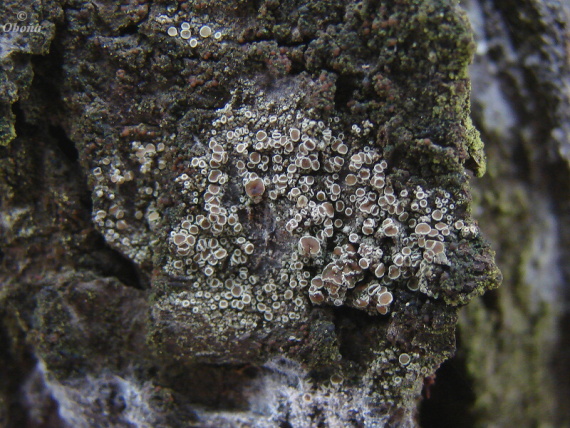 lekanora Lecanora rugosella Zahlbr.