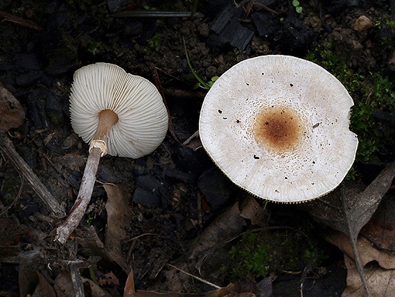 bedlička Lepiota sp.