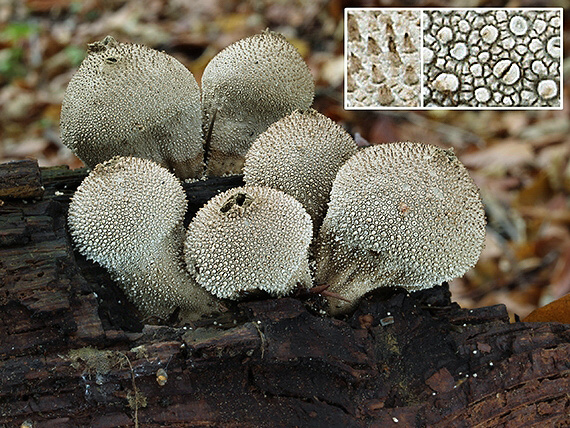 prášnica bradavičnatá Lycoperdon perlatum Pers.